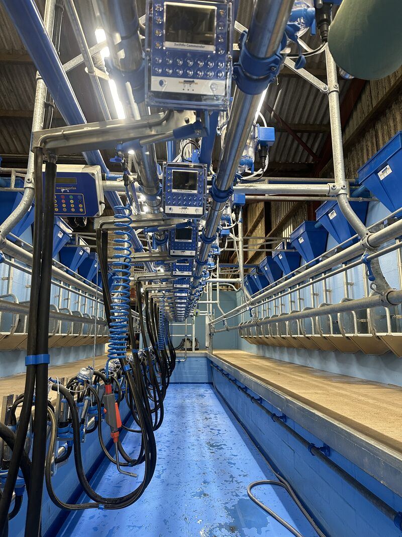 Milking clusters and milk lines in a working parlour pit