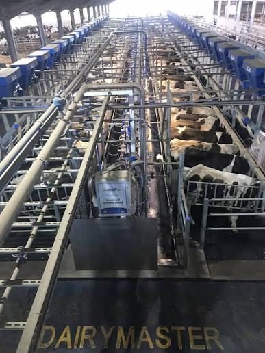 Cows in the stalls of a newly fitted Dairymaster parlour