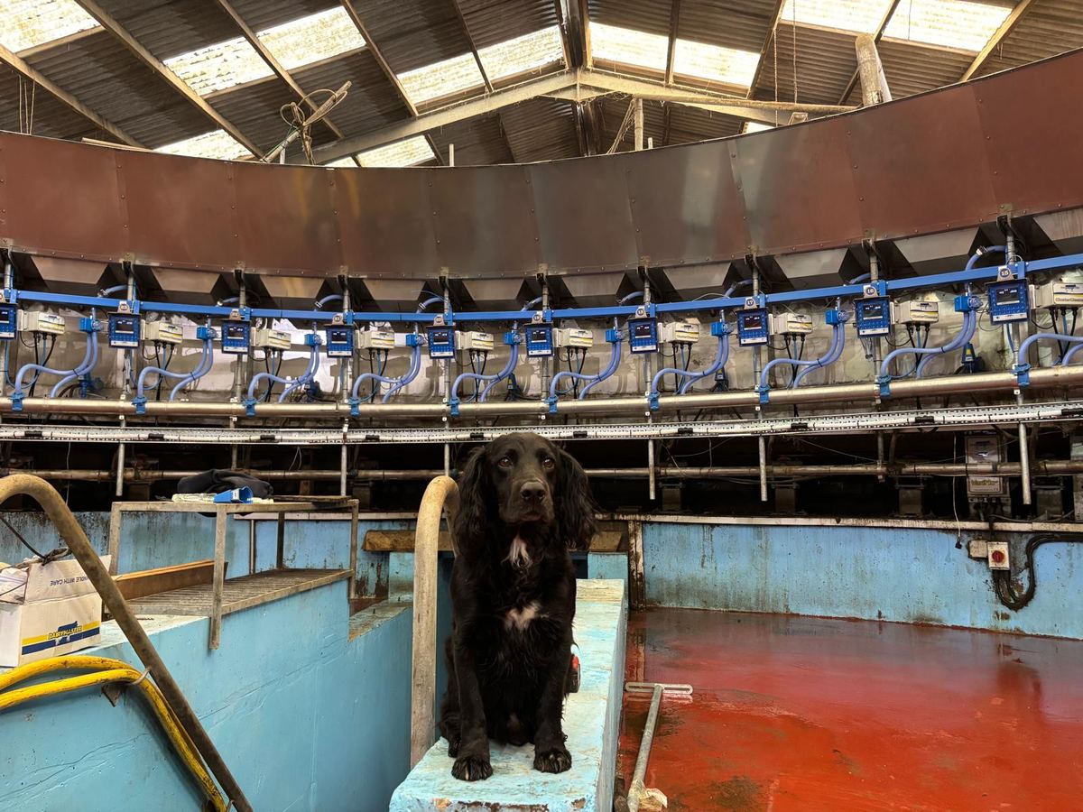 Farm collie keeping watch over the newly fitted rotary parlour